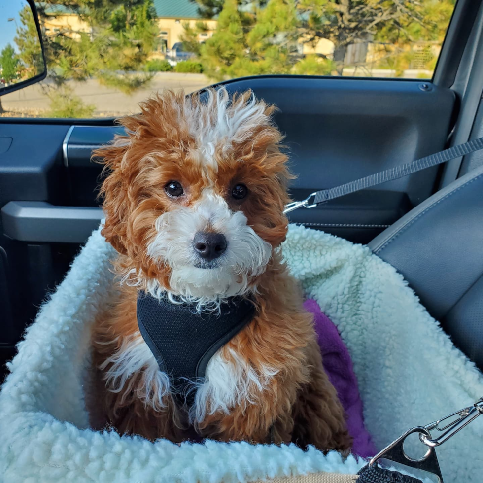 red cavapoo with white markings