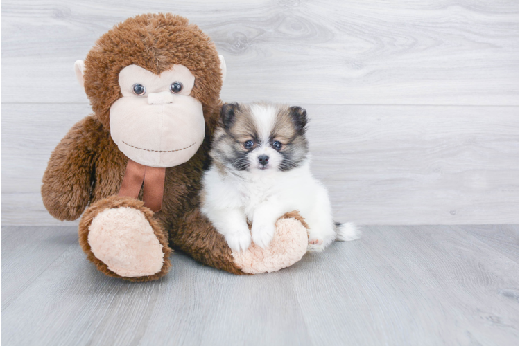 TEACUP POMERANIAN PUPPY