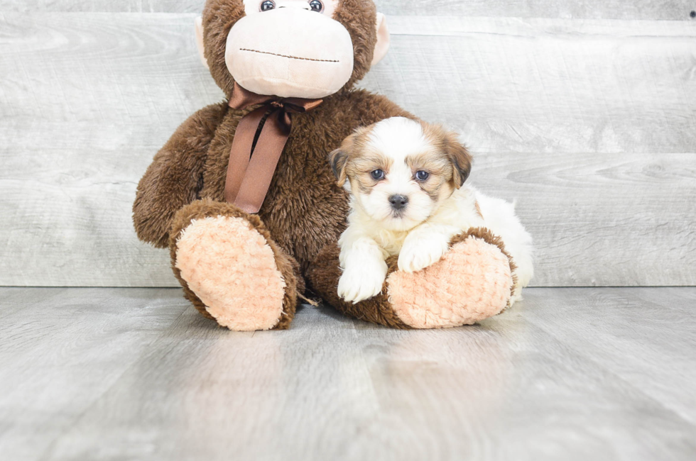 Teddy Bear Puppies for Sale Shichon Puppies