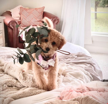 poochon dog with a plastic flower ornament in its mouth