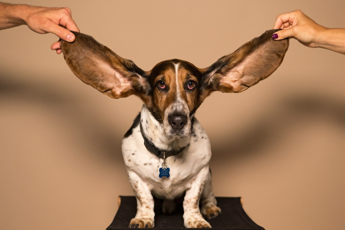 Alert dog using its super hearing to pick up distant sounds