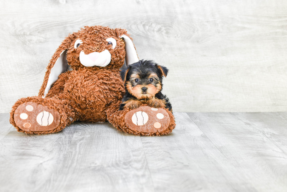 Meet Twinkle - our Yorkshire Terrier Puppy Photo 1/3 - Premier Pups