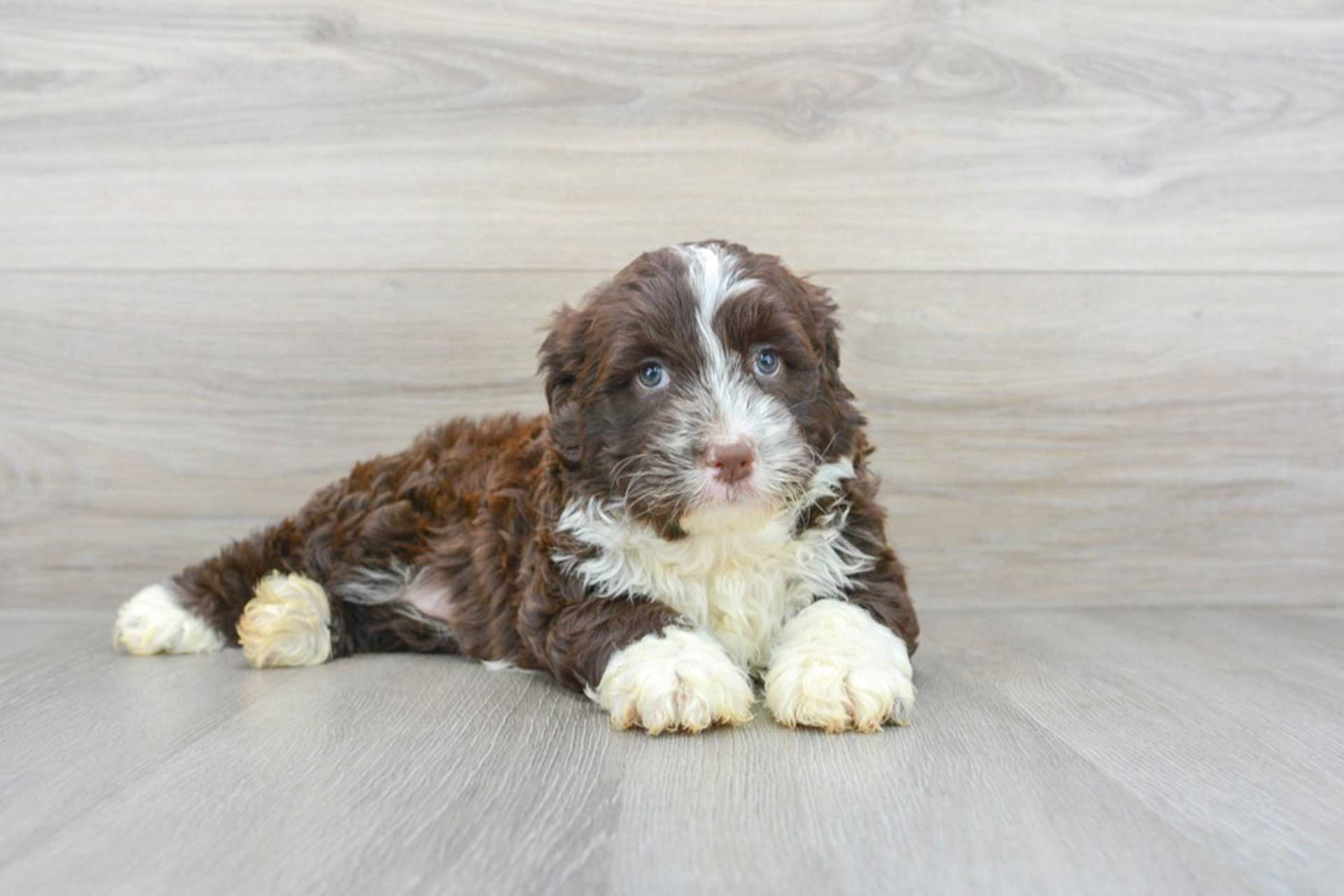 Portuguese Water Dog puppy