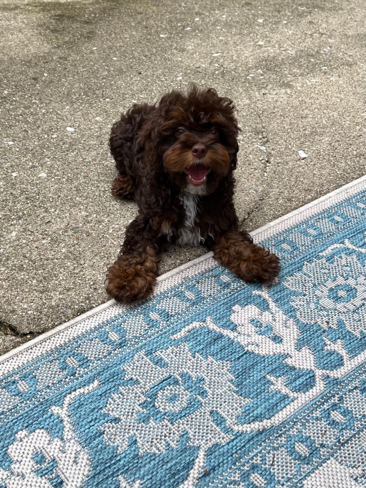 brown cockapoo sitting outside near a light blue carpet - do cockapoo puppies bark a lot
