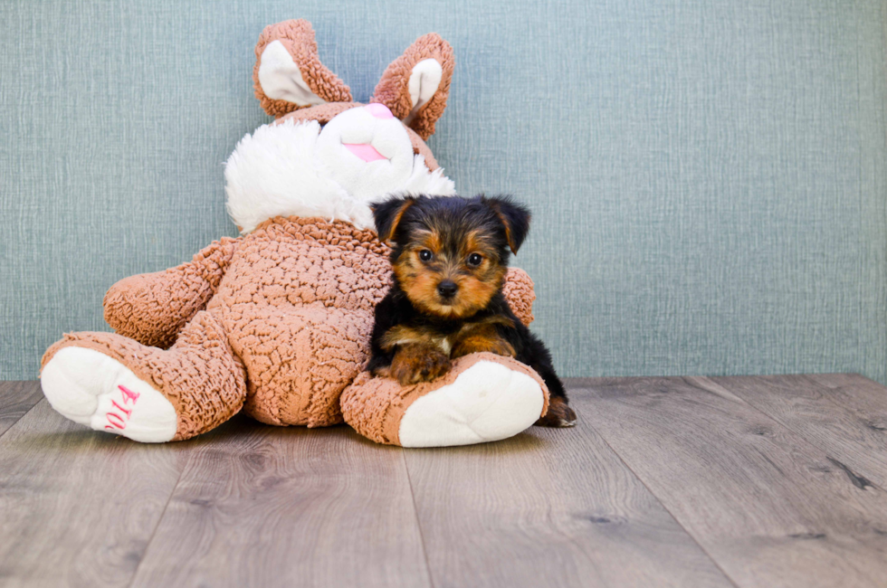 Premier Pups for sale in Ohio Buy or adopt a puppy breed on Premier Pup