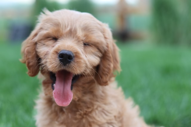 puppy smiling
