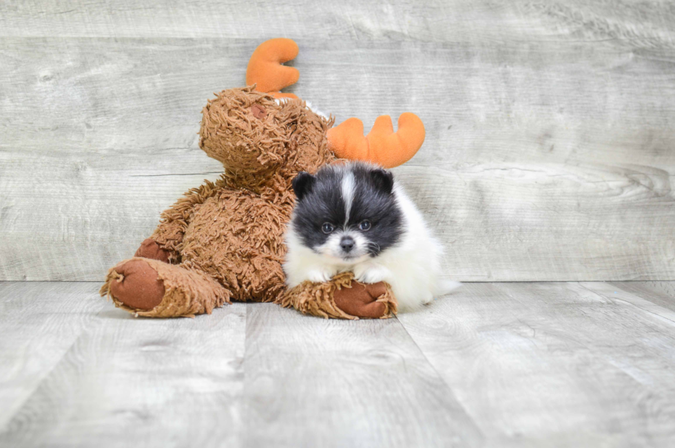 Pomeranian puppies for sale Teacup breed Pom puppies for