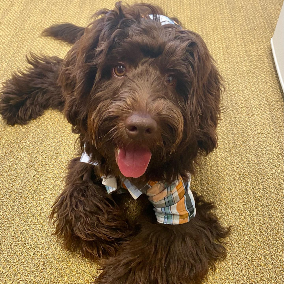 chocolate goldendoodle mini dog from premier pups. the chocolate dog has shaggy hair