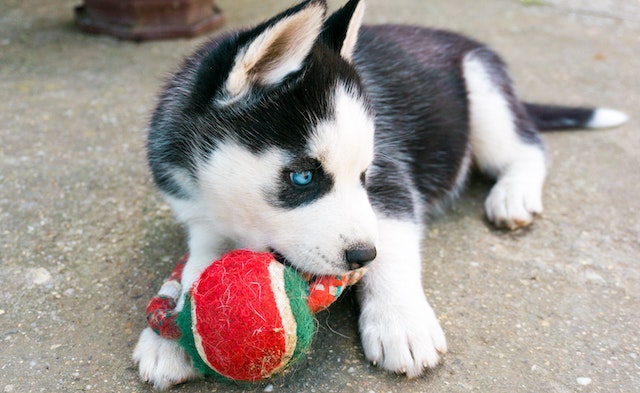 Pomsky dog playing with a toy