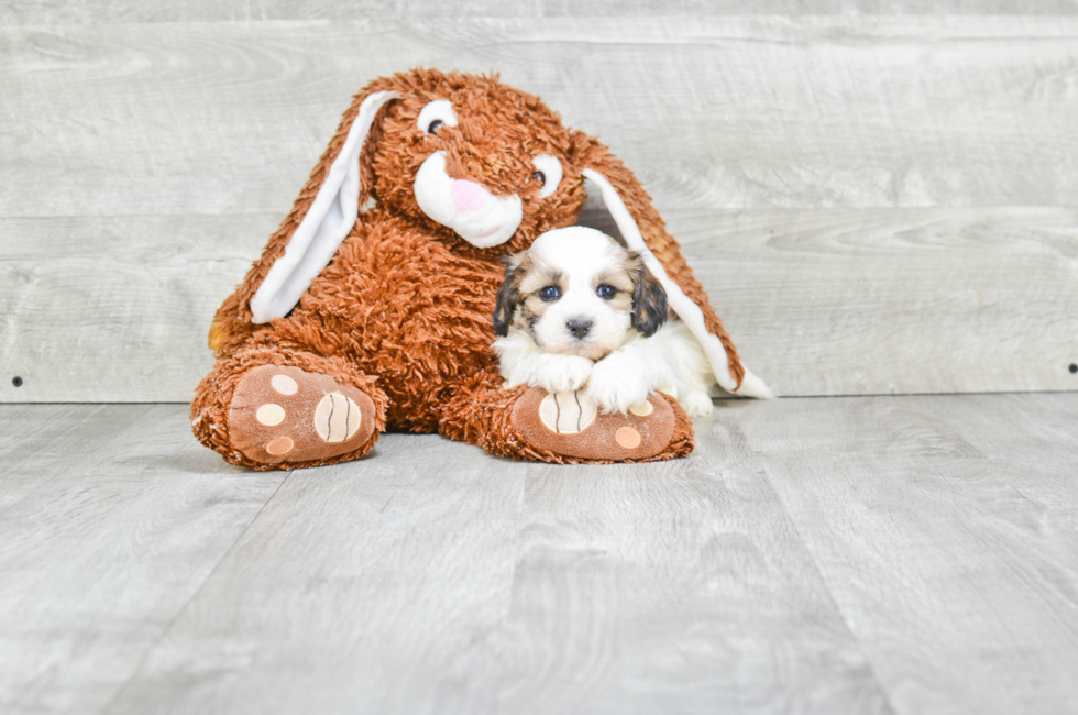 Small breed puppies for sale Teacup Pups for sale in Ohio Premier Pups