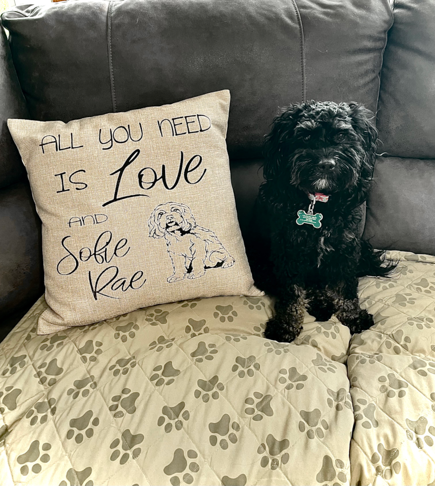 black cockapoo dog sitting on a couch. deep black cockapoo coat