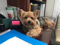 Fluffy Yorkie Purebred Pup