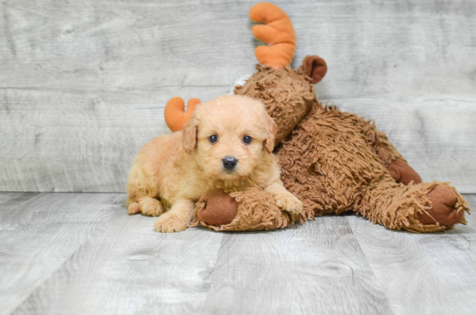 Miniature Goldendoodle puppies for sale | Mixed small ...