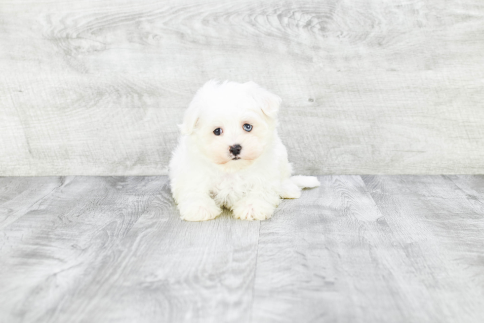 Meet Brady - our Maltese Puppy Photo 3/3 - Premier Pups