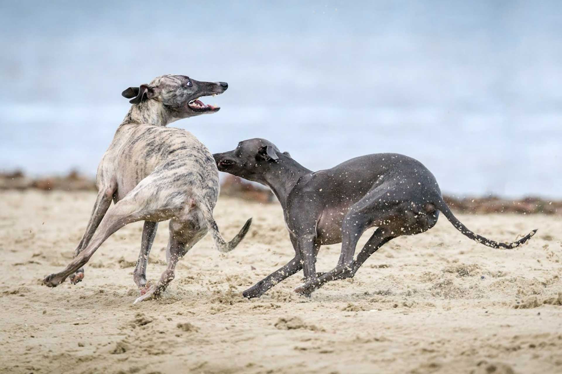 2 dogs playing 