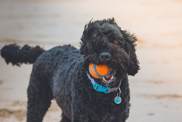 medium-sized poodle dog with a toy ball in his mouth