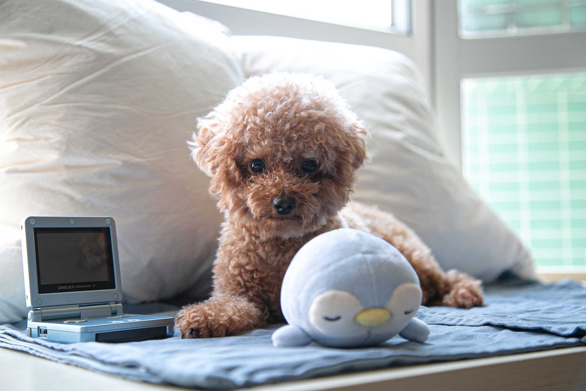 brown bichpoo dog with curly hair