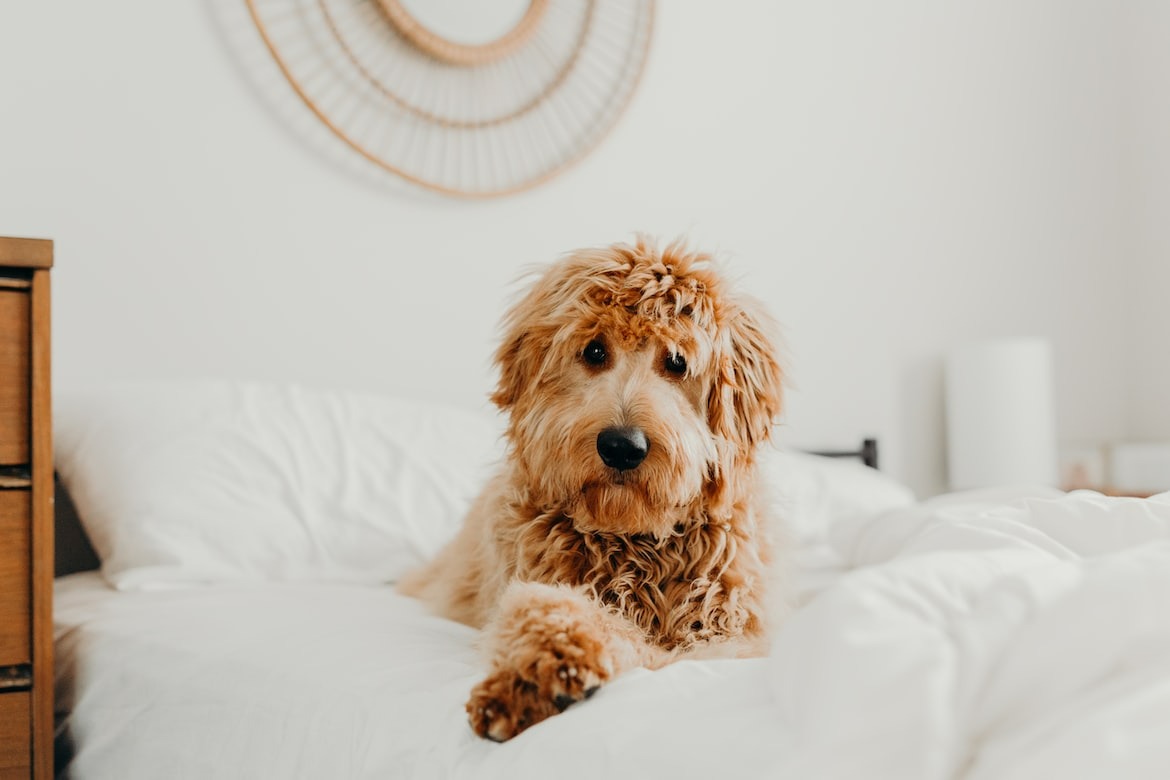 Mini Goldendoodle showcasing their playful and friendly nature