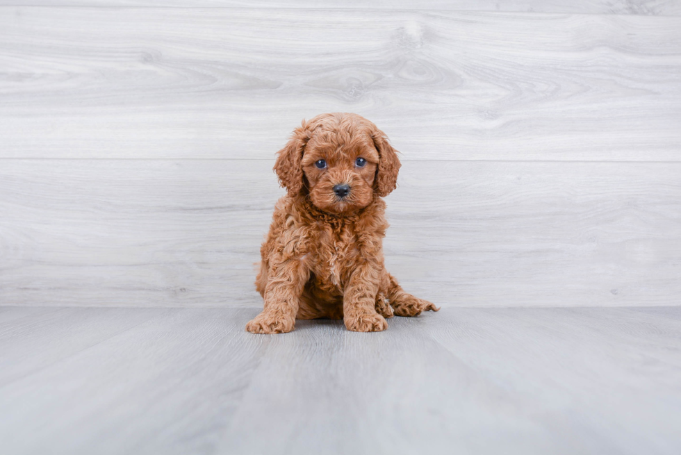 Meet Henny - our Cavapoo Puppy Photo 2/3 - Premier Pups