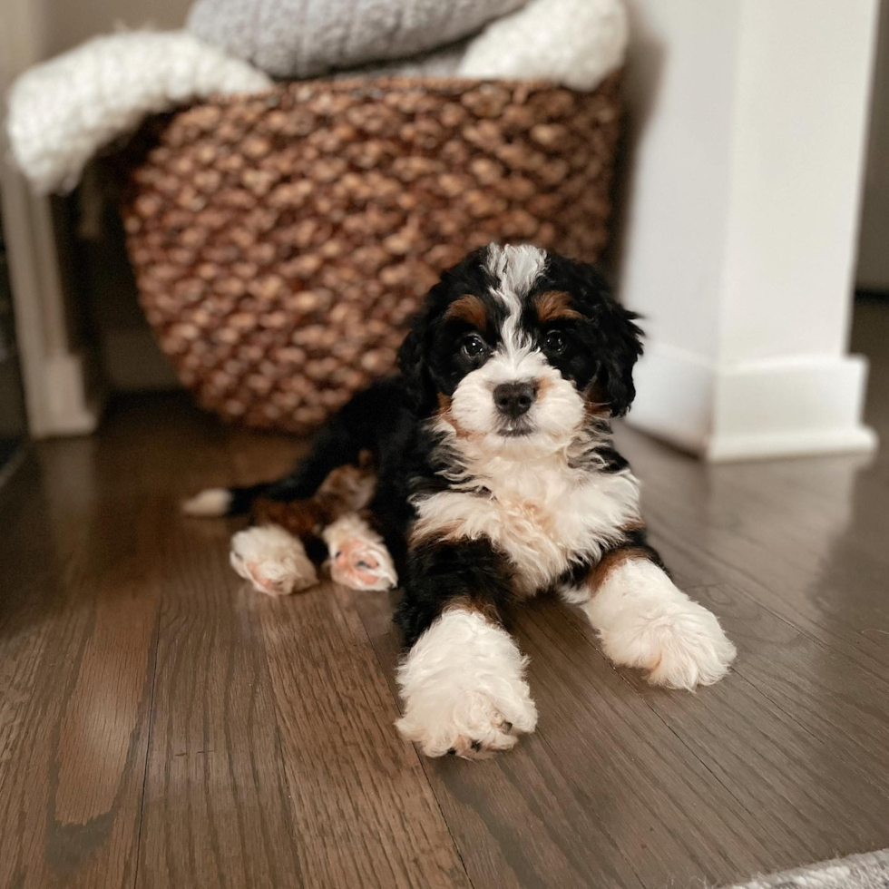 tricolor mini bernedoodle puppy sitting on a wooden floor next to a basket - what does a tricolor bernedoodle look like