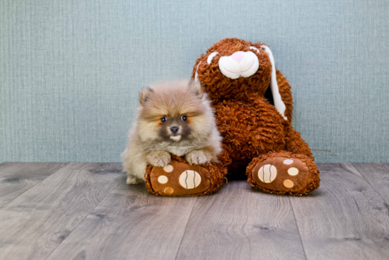 Funny Pomeranian Baby