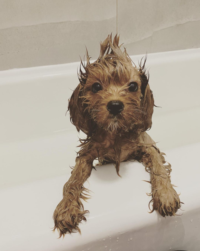 wet cavapoo dog in a bathtub