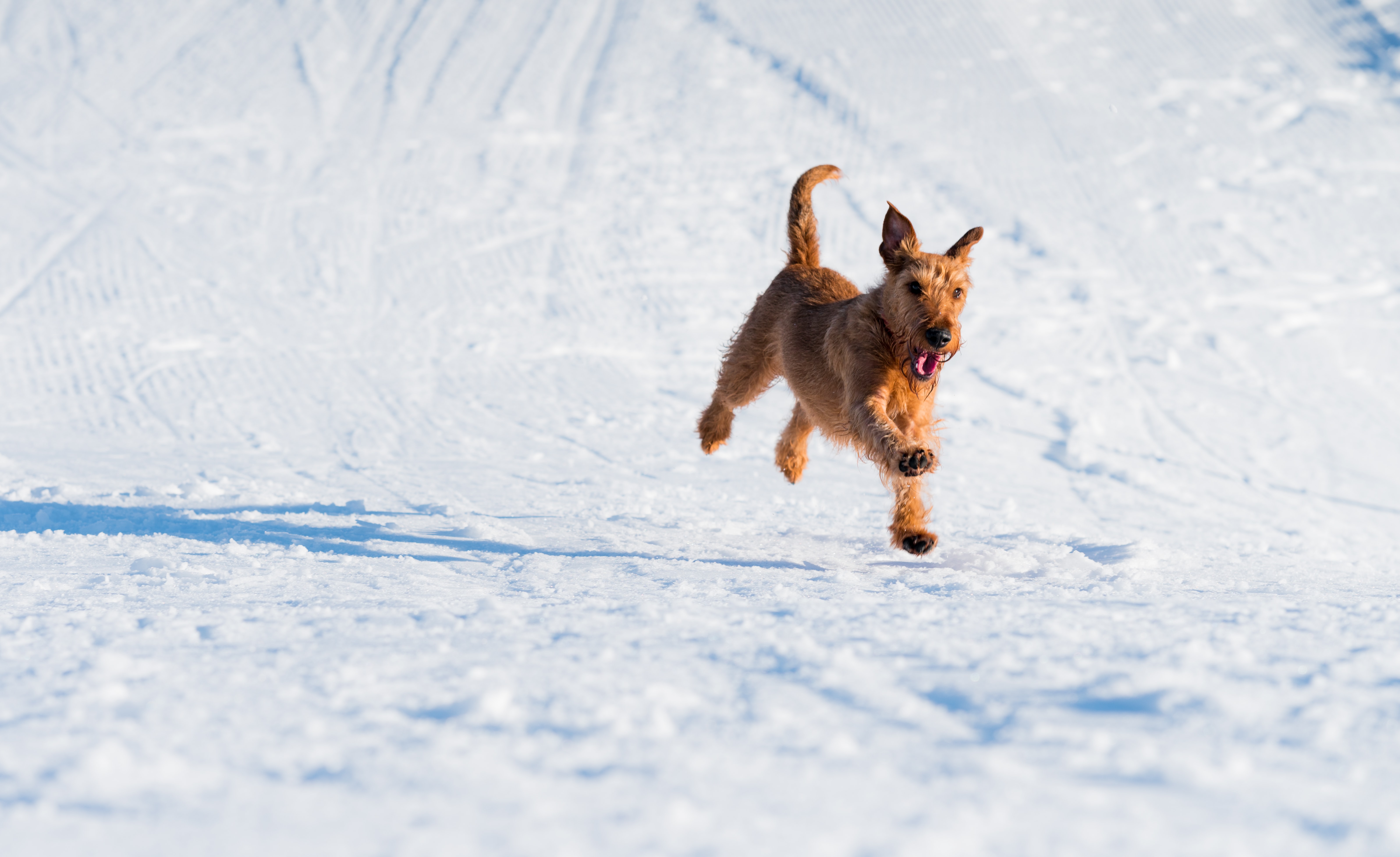 funny dog in mid-air on a snow field