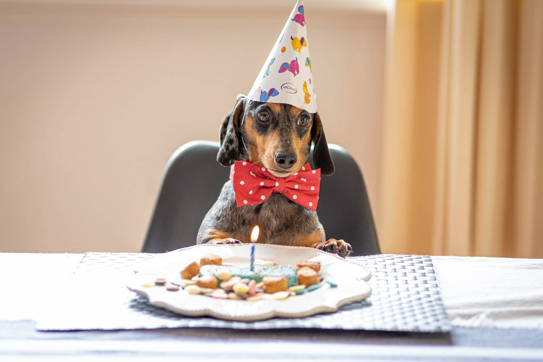 small dog with hat and special dog-safe cake for the birthday celebration