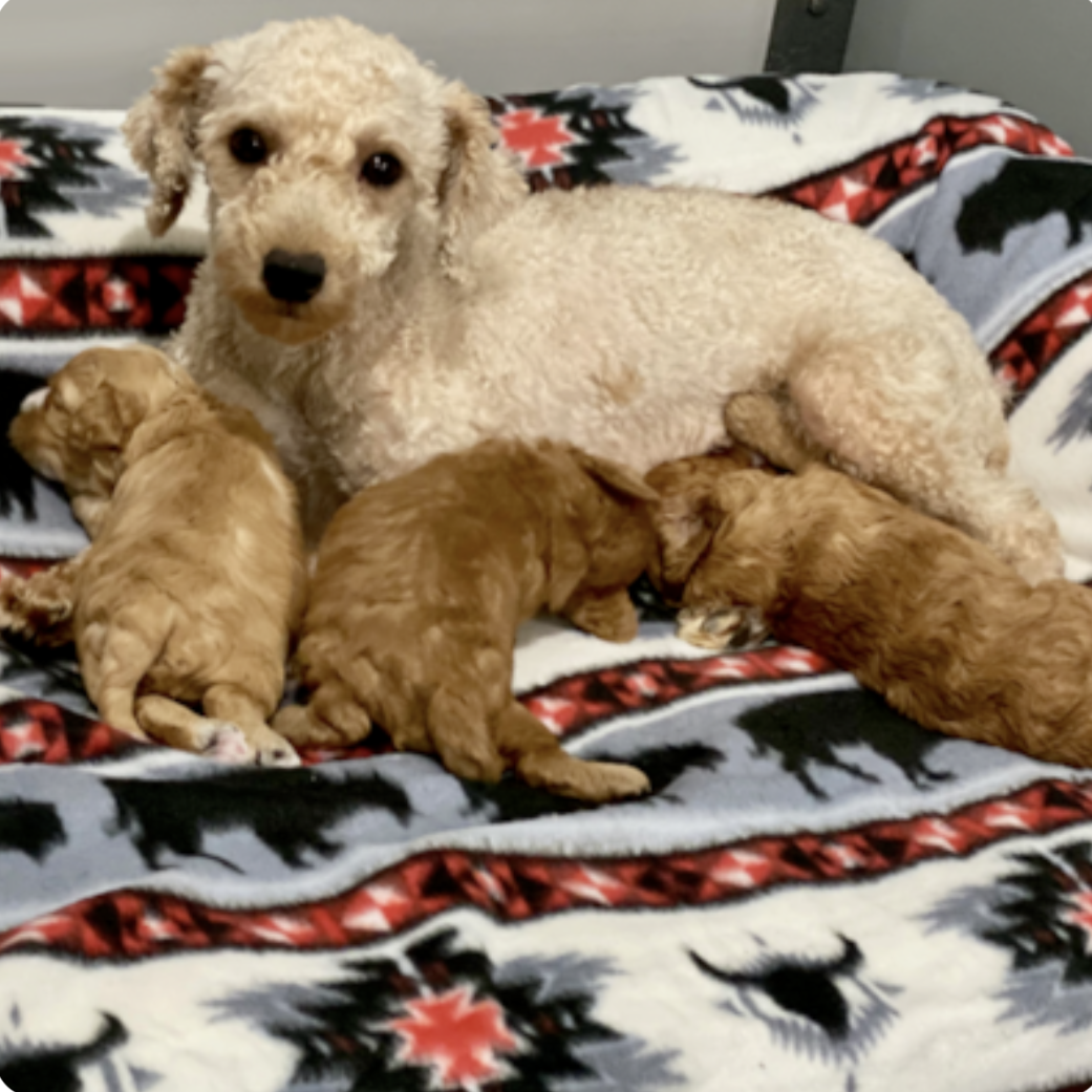a curly dog nursing three premier pups puppies