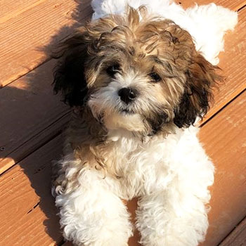 brown and white shichon dog with curly hair