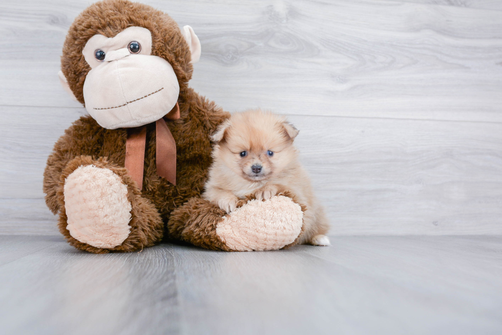 Meet Franco - our Pomeranian Puppy Photo 2/3 - Premier Pups