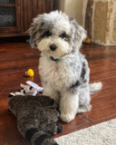 Puppy For Sale Premier Pups Mini Sheepadoodle Being Cute