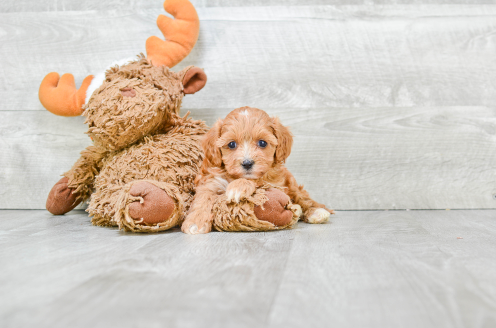 Small breed puppies for sale Teacup Pups for sale in Ohio Premier Pups