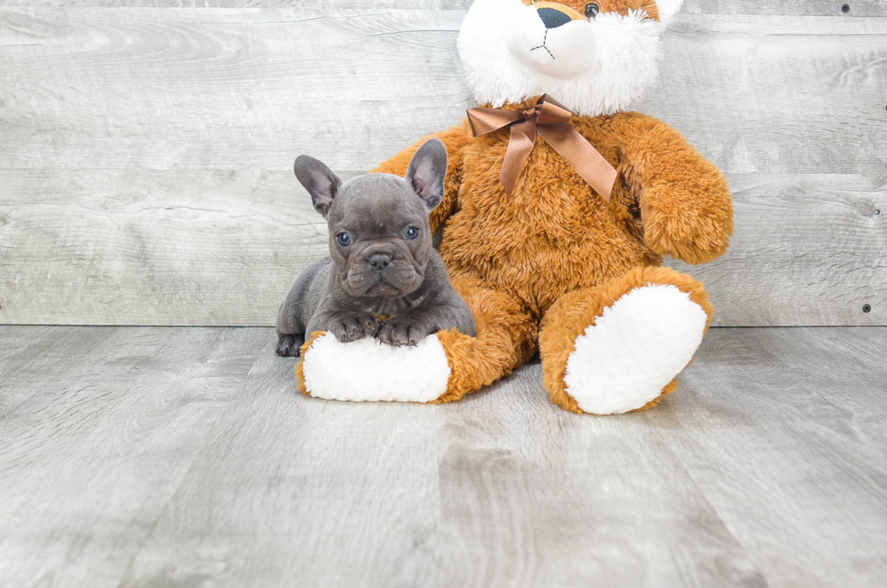 French Bulldog puppies for sale | PremierPups.com