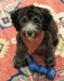 Smart Mini Sheepadoodle Pup