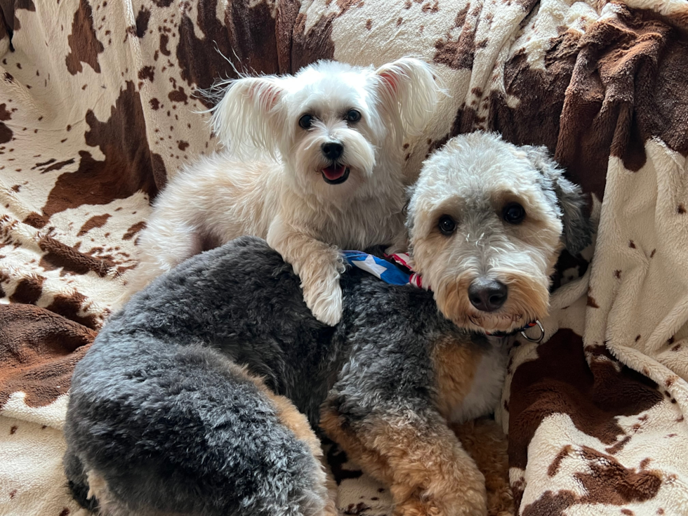 mini bernedoodle next to a small white dog - are mini bernedoodle generations good - premier pups