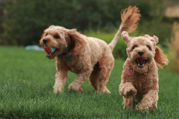 Are Two Dogs Better Than One? 8 Pros & Cons - Premier Pups