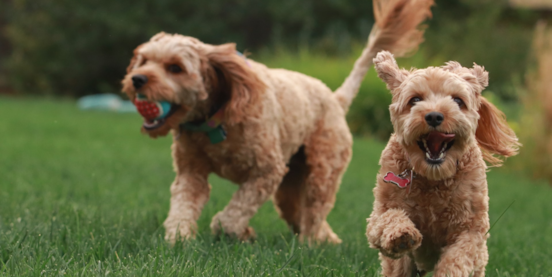 Are Two Dogs Better Than One? 8 Pros And Cons