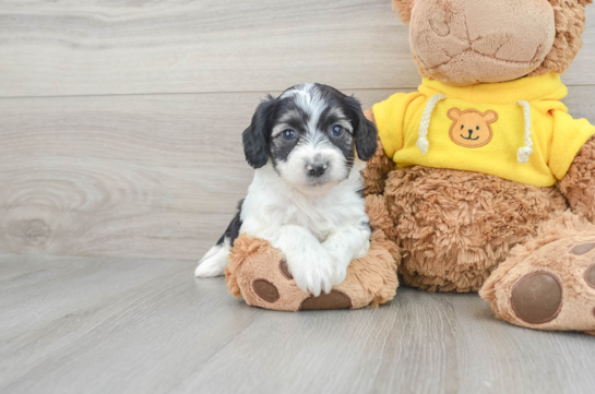 Playful Australian Designer Puppy