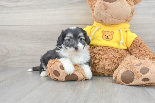 Aussiechon Puppy for Adoption