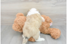 Aussiechon Puppy for Adoption