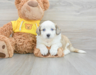 8 week old Aussiechon Puppy For Sale - Premier Pups
