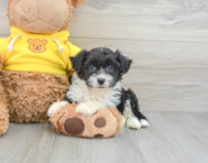 9 week old Aussiechon Puppy For Sale - Premier Pups