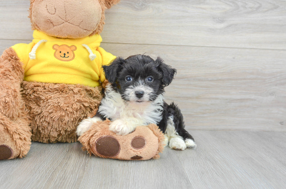 9 week old Aussiechon Puppy For Sale - Premier Pups