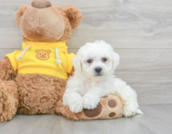 8 week old Bichon Frise Puppy For Sale - Premier Pups