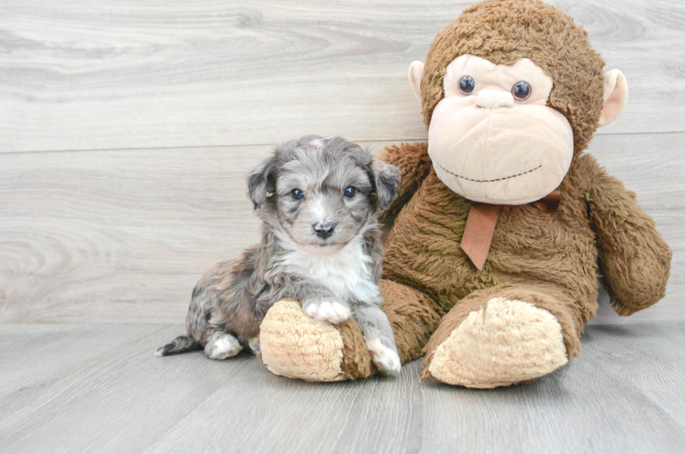 5 week old Aussiechon Puppy For Sale - Premier Pups