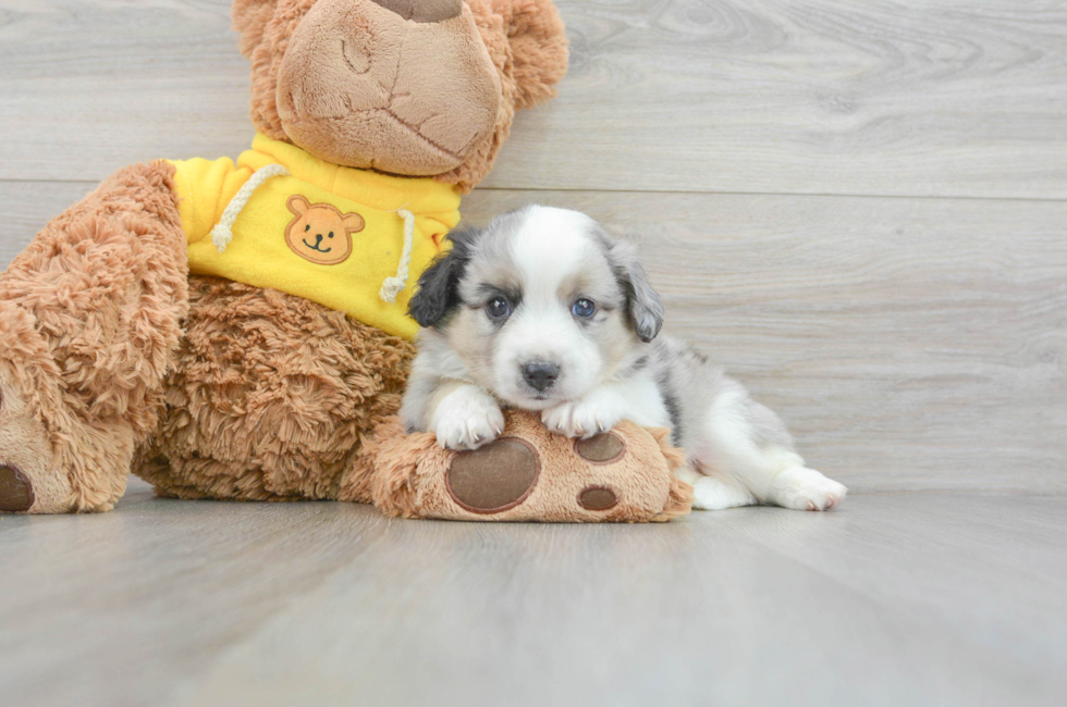 5 week old Aussiechon Puppy For Sale - Premier Pups