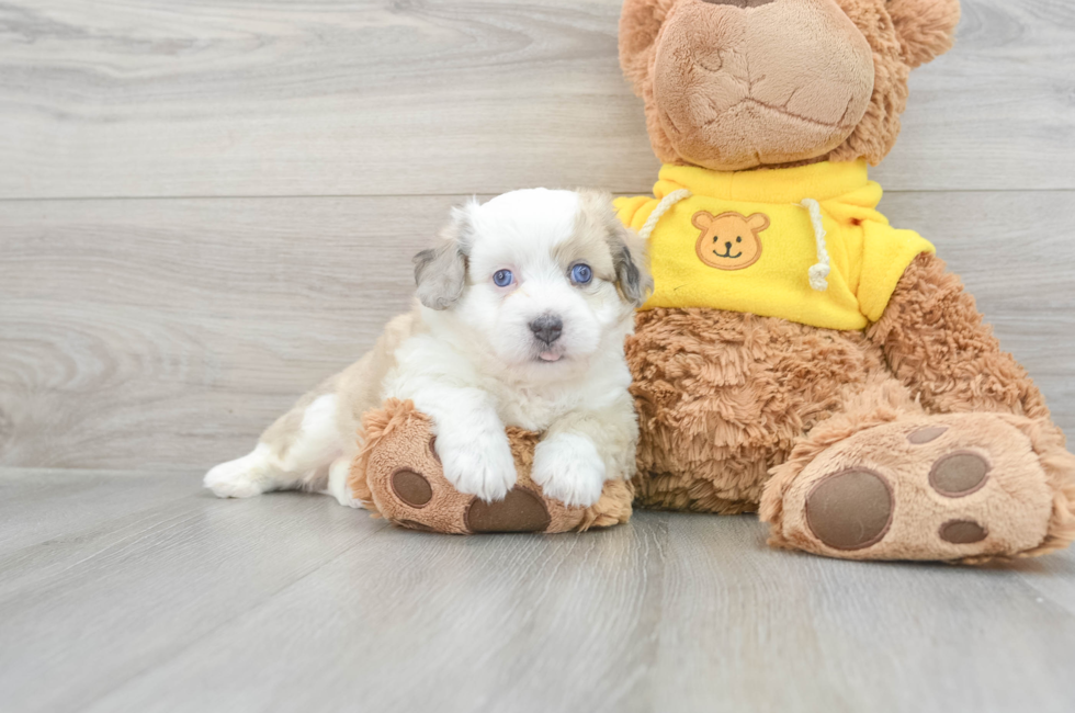 6 week old Aussiechon Puppy For Sale - Premier Pups