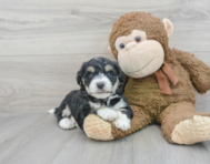5 week old Aussiechon Puppy For Sale - Premier Pups
