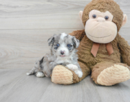 5 week old Aussiechon Puppy For Sale - Premier Pups